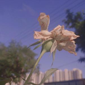 撒尿BBWBBWBBW毛黑vido
